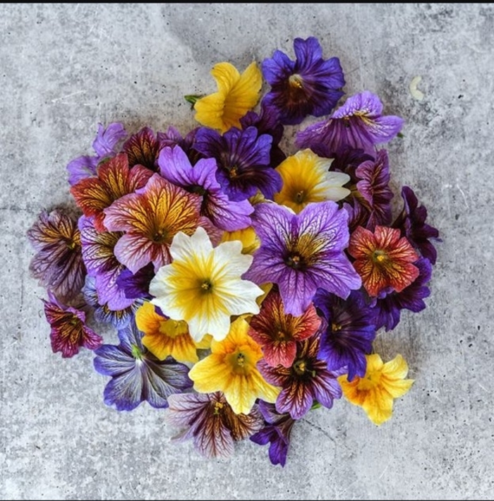 Grandiflora Painted Tongue - Salpiglossis sinuata from Bloomfield Garden Center Grandiflora Painted Tongue - Salpiglossis sinuata from Bloomfield Garden Center