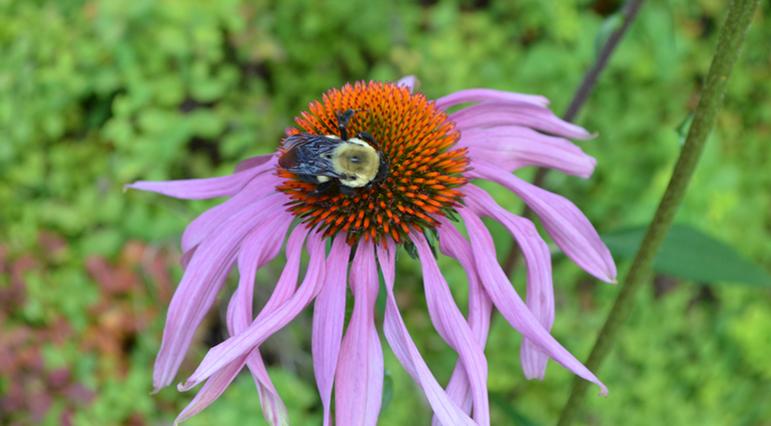 Easy Pollinator Garden