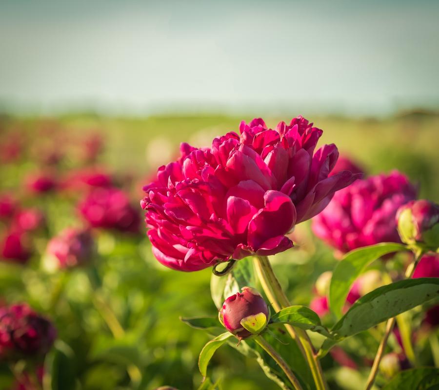 Who We Are and What We Do