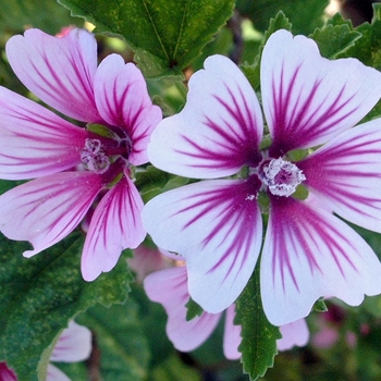 Malva Mallow - Zebrina