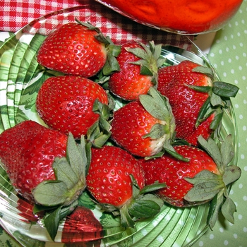 Strawberry - Everbearing - Albion