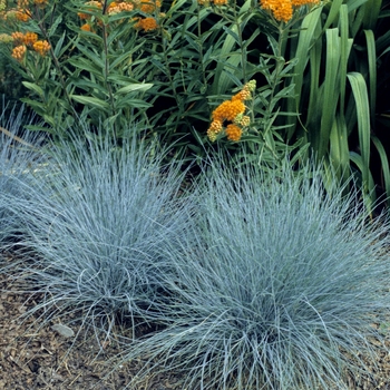 Festuca glauca - Elijah Blue Fescue