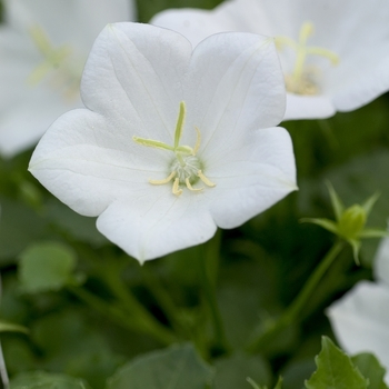 Campanula Bell Flower - White Clips
