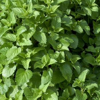 Melissa officinalis - Lemon balm