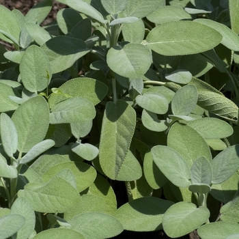 Sage - Salvia officinalis - Berggarten