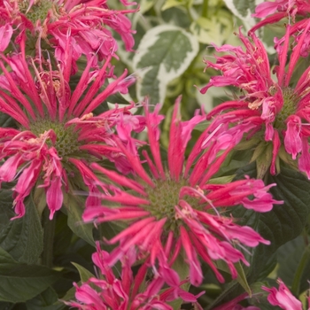 Monarda - Bee Balm - Coral Reef