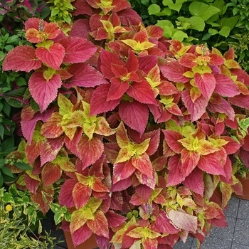 Coleus - Alabama Sunset