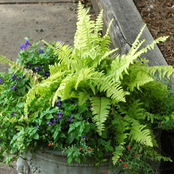 Nephrolepis exaltata 'Rita's Gold' - Boston Fern