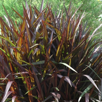 Pennisetum setaceum - Regal Princess - Fountain Grass