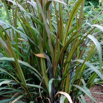 Pennisetum purpureum - Prince - Purple Fountain Grass