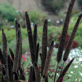 Pennisetum glaucum - Purple Baron - Ornamental Millet 