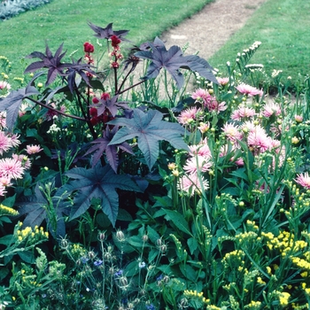 Ricinus communis - Castor Bean - Red