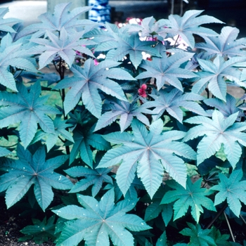 Ricinus communis - Castor Bean - Green