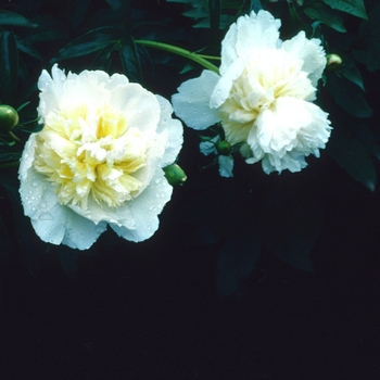 Paeonia lactiflora - Honey Gold
