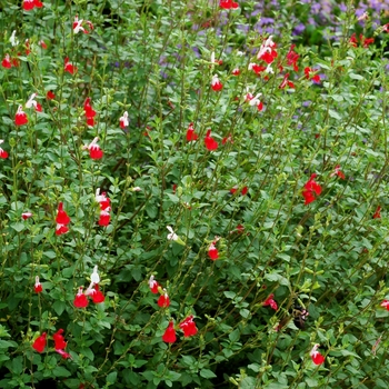 Salvia microphylla - Hot Lips