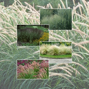 Multiple Varieties - CUSTOM - Accent Plants
