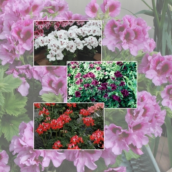 Multiple Varieties - CUSTOM Geranium