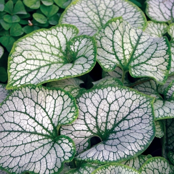 Brunnera - Bugloss - Jack Frost