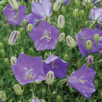 Campanula Bell Flower - 'Blue Clips'