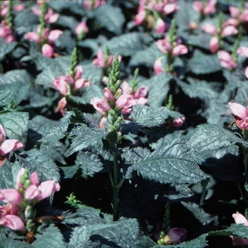 Chelone - Hot Lips Turtlehead