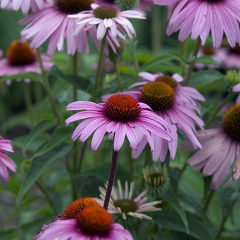 Echinacea - Magnus Purple