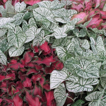 Caladium bicolor - Assorted, Caladium