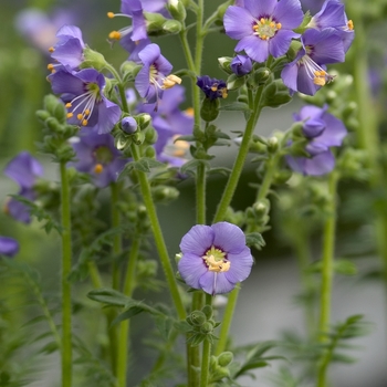 Polemonium Jacobs Ladder - Heavenly Blue