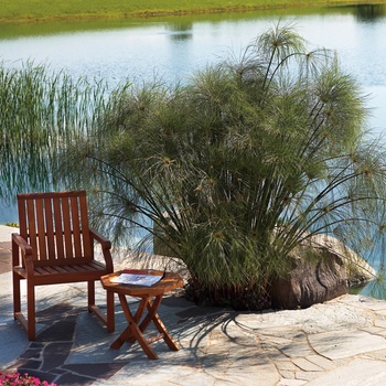 Cyperus papyrus - Graceful Grasses® King Tut®