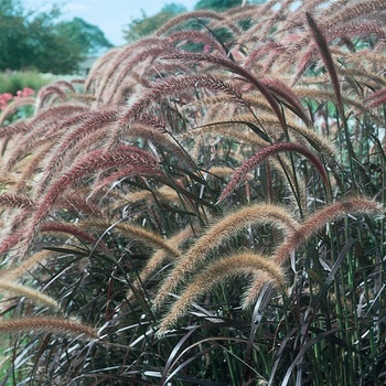 Pennisetum setaceum - Graceful Grasses® 'Rubrum'