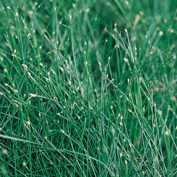 Scirpus cernus - Graceful Grasses® Fiber Optic Grass