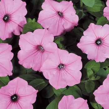 Petunia - Premium - Supertunia Vista® Bubblegum®