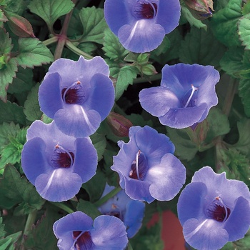Torenia hybrid 'Wishbone Flower' - Indigo Blue