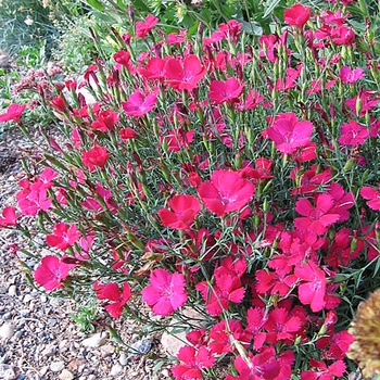Dianthus Maiden Pinks - Zing Rose