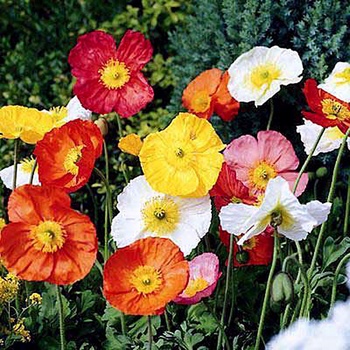 Papaver Poppy - Alpine Mix