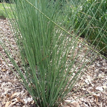 Juncus inflexus - Blue Arrows