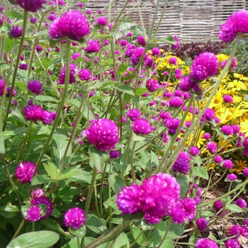 Gomphrena - Las Vegas Purple