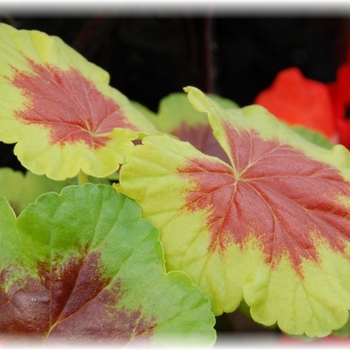 Geranium - Exotic - Occold Shield