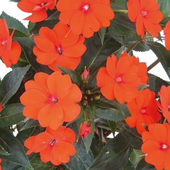 Impatiens - Sunpatiens - SunPatiens® Compact Orange