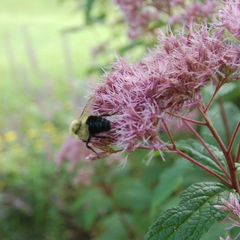 Eupatorium - Joe Pye Weed - Phantom 