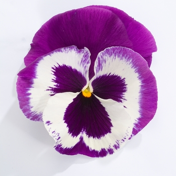 Pansy - Majestic Giants II Blue and White