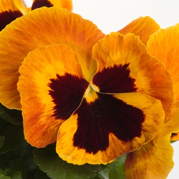 Pansy - Majestic Giants II Fire Blotch