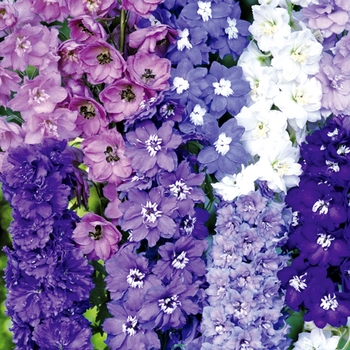 Delphinium - Pacific Giants Mix