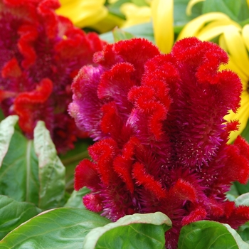 Celosia - Cockscomb - Armor Mix