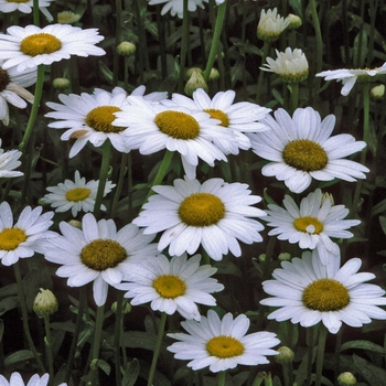 Leucanthemum - Becky