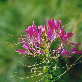 Cleome - Clio Magenta