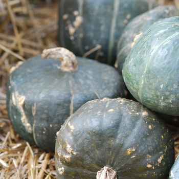 Squash - Winter - Burgess Buttercup 