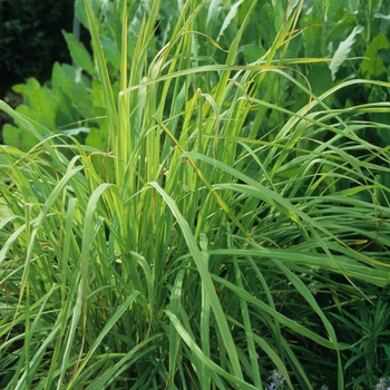 Lemon Grass - Lemon Grass