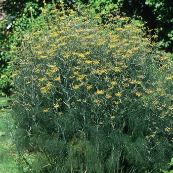 Fennel - Florence