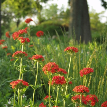 Lychnis chalcedonica - Maltese Cross