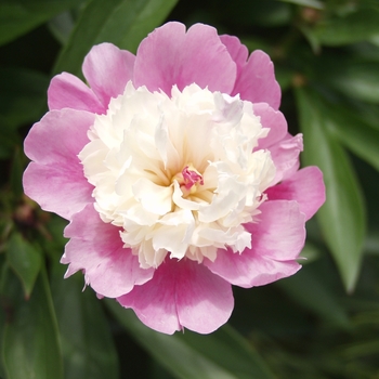 Paeonia lactiflora - Sorbet